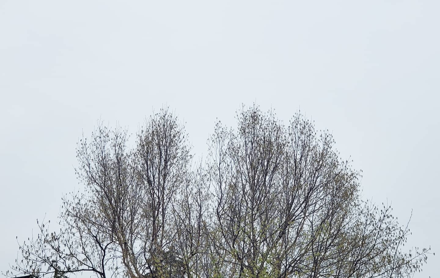 April 25, 2021 | 11:50