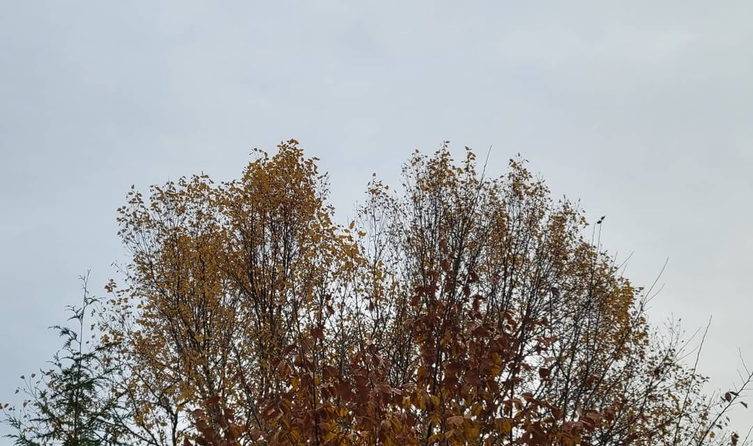 November 10, 2021 | 07:55